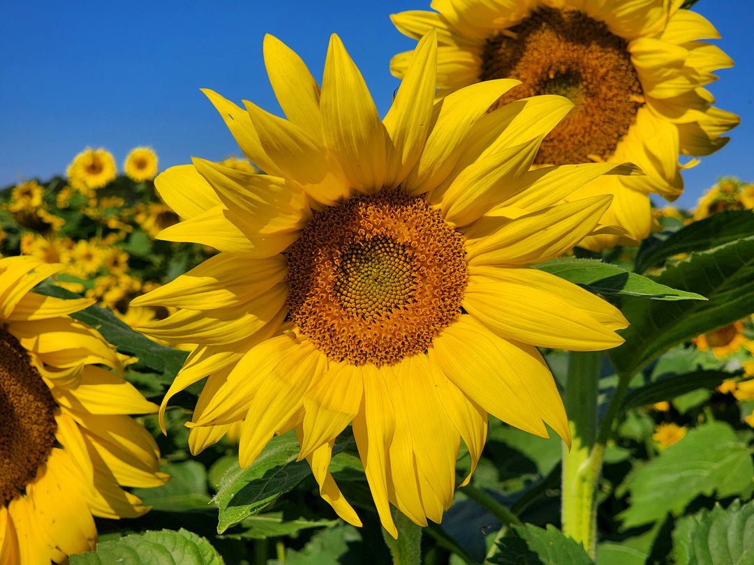 Fall Flower Fields Weekend/Holiday Admission 2026