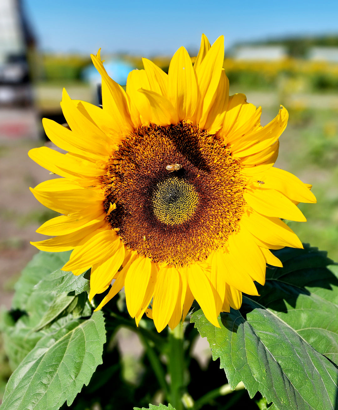 One Sunflower Bloom Add-On (not valid for admission)