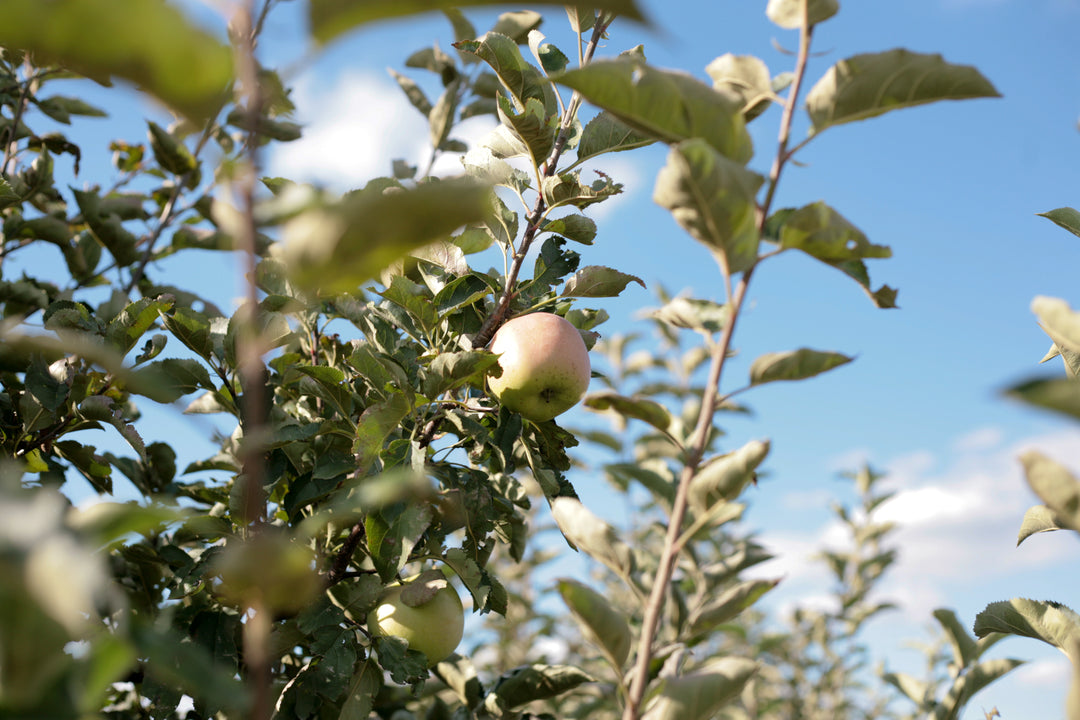 U-Pic Apple Orchard Weekend/Holiday Admission 2026 Add-On