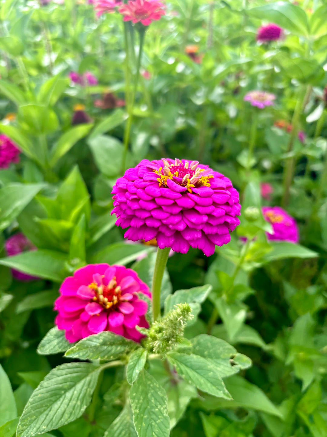 One Zinnia Bloom Add-On (not valid for admission)