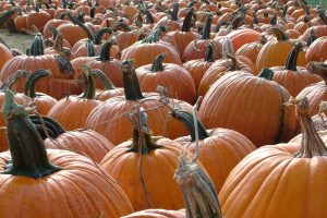 Pick Your Own Pumpkins